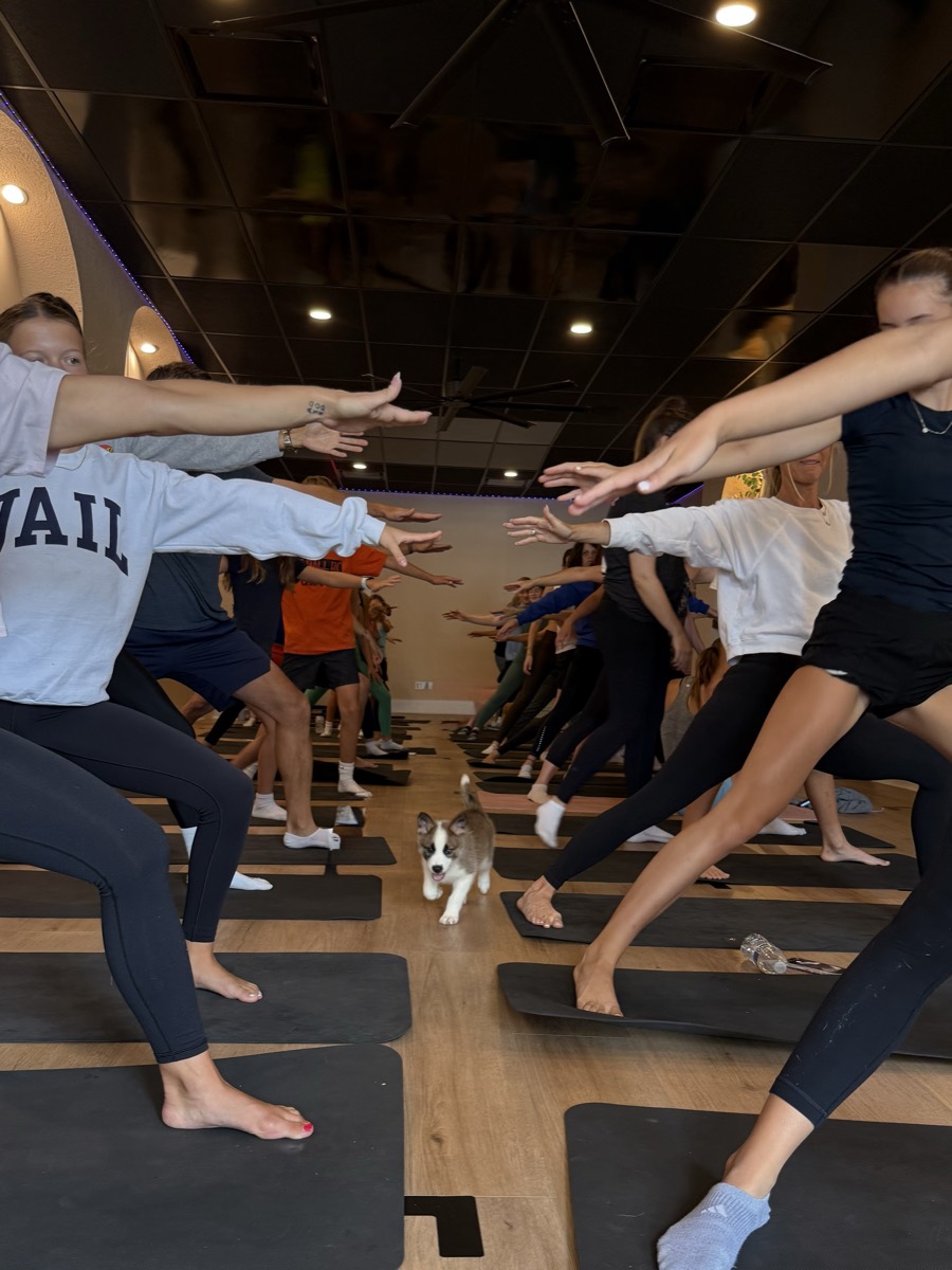 A puppy trots down the aisle of a full class holding warrior pose